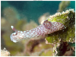 Gymnodoris plebeia thumbnail