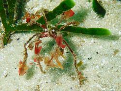 Macropodia falcifera,photographers reef Simon's Town, Cape Town, 7975, South Africa 2026 (CC BY-SA)