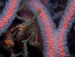 Macropodia falcifera,outer photographers Cape Point, Cape Town, South Africa 2019(CC BY-SA)