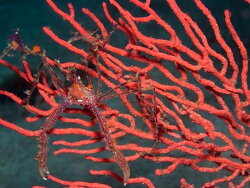 Macropodia falcifera,atlantis reef Cape Point, Cape Town, South Africa 2025 (CC BY-SA)