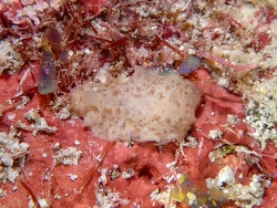 Jorunna spazzola thumbnail