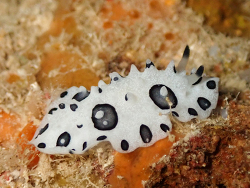 Ceratophyllidia papilligera thumbnail