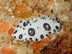 Ceratophyllidia papilligera thumbnail