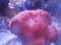 Diplastrella megastellata thumbnail