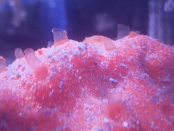 Diplastrella megastellata thumbnail