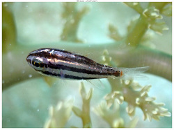 Siphamia fuscolineata thumbnail