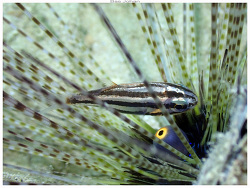 Siphamia fuscolineata thumbnail