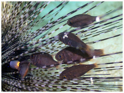 Siphamia fuscolineata thumbnail