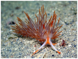 Sakuraeolis nungunoides thumbnail
