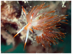 Sakuraeolis nungunoides thumbnail