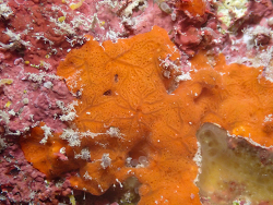 Diplastrella megastellata thumbnail