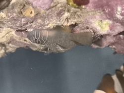 Priolepis semidoliata / boreus - Höhlengrundel