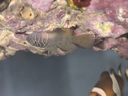 Priolepis semidoliata / boreus - Höhlengrundel