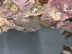Priolepis semidoliata / boreus - Höhlengrundel