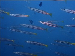 Sphyraena obtusata thumbnail