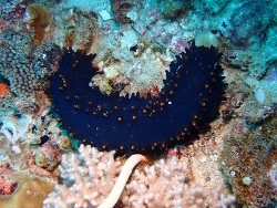 Foto: Pulau Tioman, Malaysia, Südchinesisches Meer