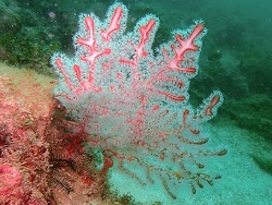 Solenocaulon acalyx thumbnail