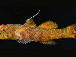 Eviota bikiniensis thumbnail