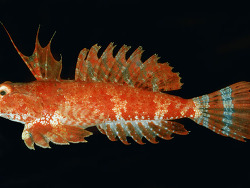 Synchiropus sechellensis thumbnail