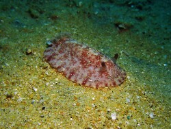 Peltodoris Rubra, SE Tioman Malaysia 2026