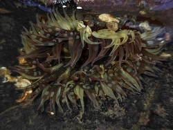 Anthopleura anjunae,Malabar Hill, Mumbai, Maharashtra 400006, India 2025(CC BY)