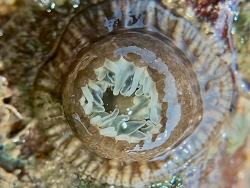 Anthopleura anjunae,Malabar Hill, Mumbai, Maharashtra 400006, India 2025 CC BY)