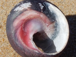 Oxystele sinensis thumbnail