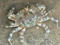 Charybdis (Charybdis) annulata thumbnail