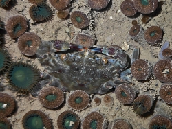 Charybdis (Charybdis) annulata thumbnail