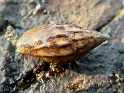 Anachis terpsichore thumbnail