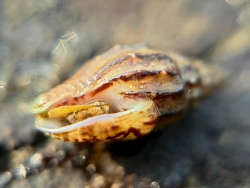 Anachis terpsichore thumbnail