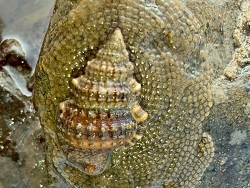 Gyrineum natator thumbnail