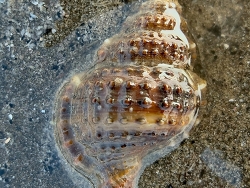 Gyrineum natator thumbnail