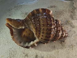 Gyrineum natator thumbnail