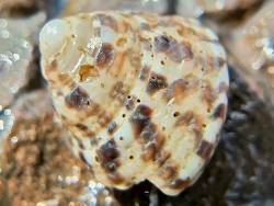 Clanculus depictus thumbnail