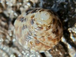 Clanculus depictus thumbnail