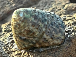 Clanculus depictus thumbnail