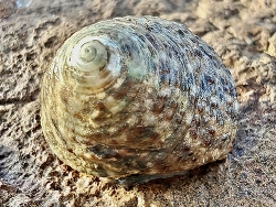 Clanculus depictus thumbnail