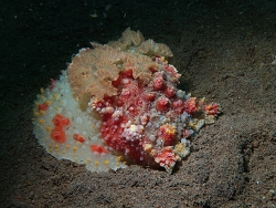 Kalinga ornata thumbnail
