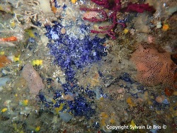 Spongosorites intricatus thumbnail