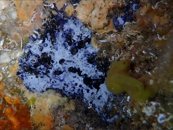 Spongosorites intricatus thumbnail