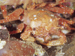 Homola orientalis thumbnail
