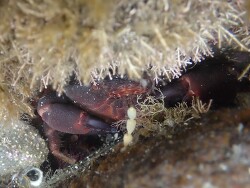 Ozius deplanatus thumbnail
