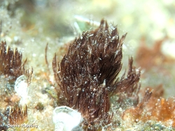 Symploca hydnoides thumbnail