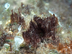 Symploca hydnoides thumbnail