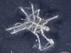 Cilunculus frontosus thumbnail
