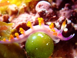 Launsina rubropurpurata thumbnail