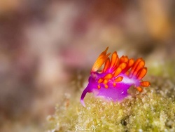 Launsina tanyae thumbnail