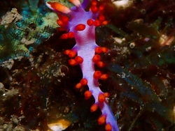 Launsina rubropurpurata thumbnail