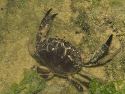 Ozius rugulosus thumbnail
